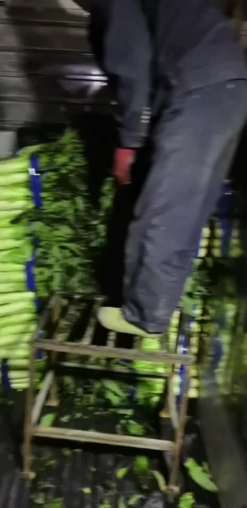 大理。红香叶莴苣