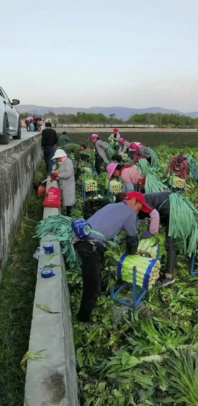 大理。红香叶莴苣