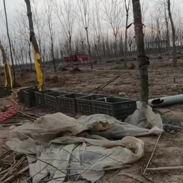 107速生杨树苗大量有货需要的赶紧联系