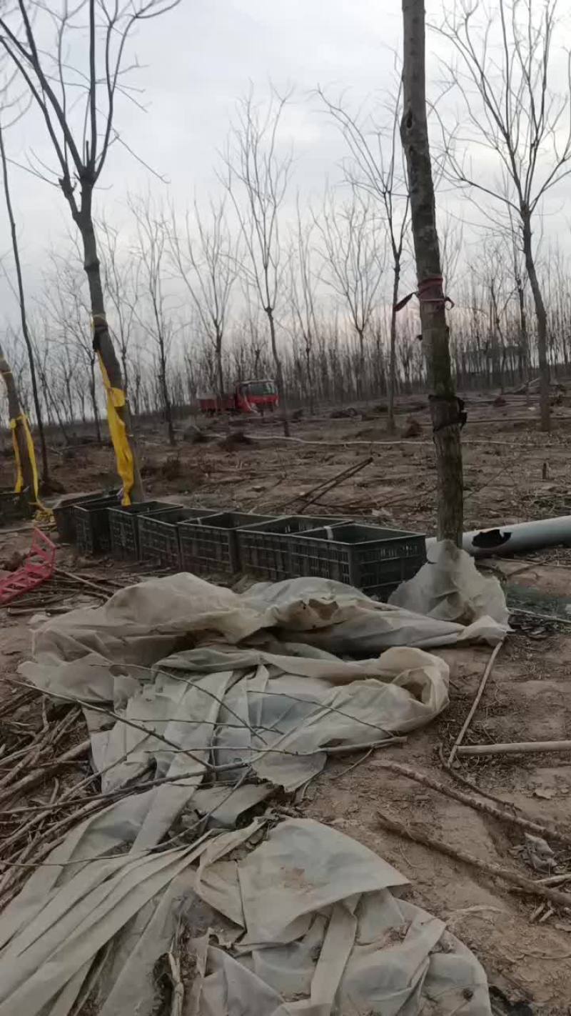 107速生杨树苗大量有货需要的赶紧联系