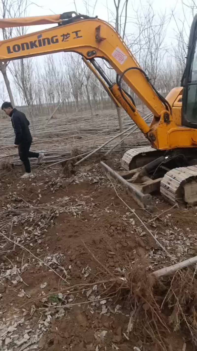 107速生杨树苗大量有货需要的赶紧联系