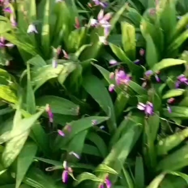 中药材白芨苗出售