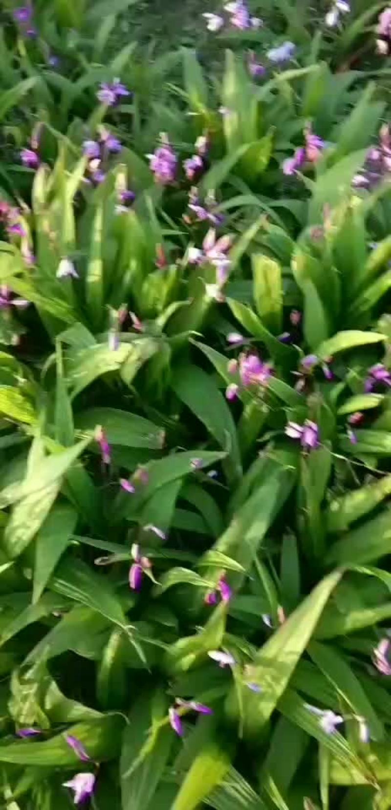 中药材白芨苗出售