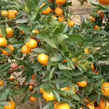 马水桔