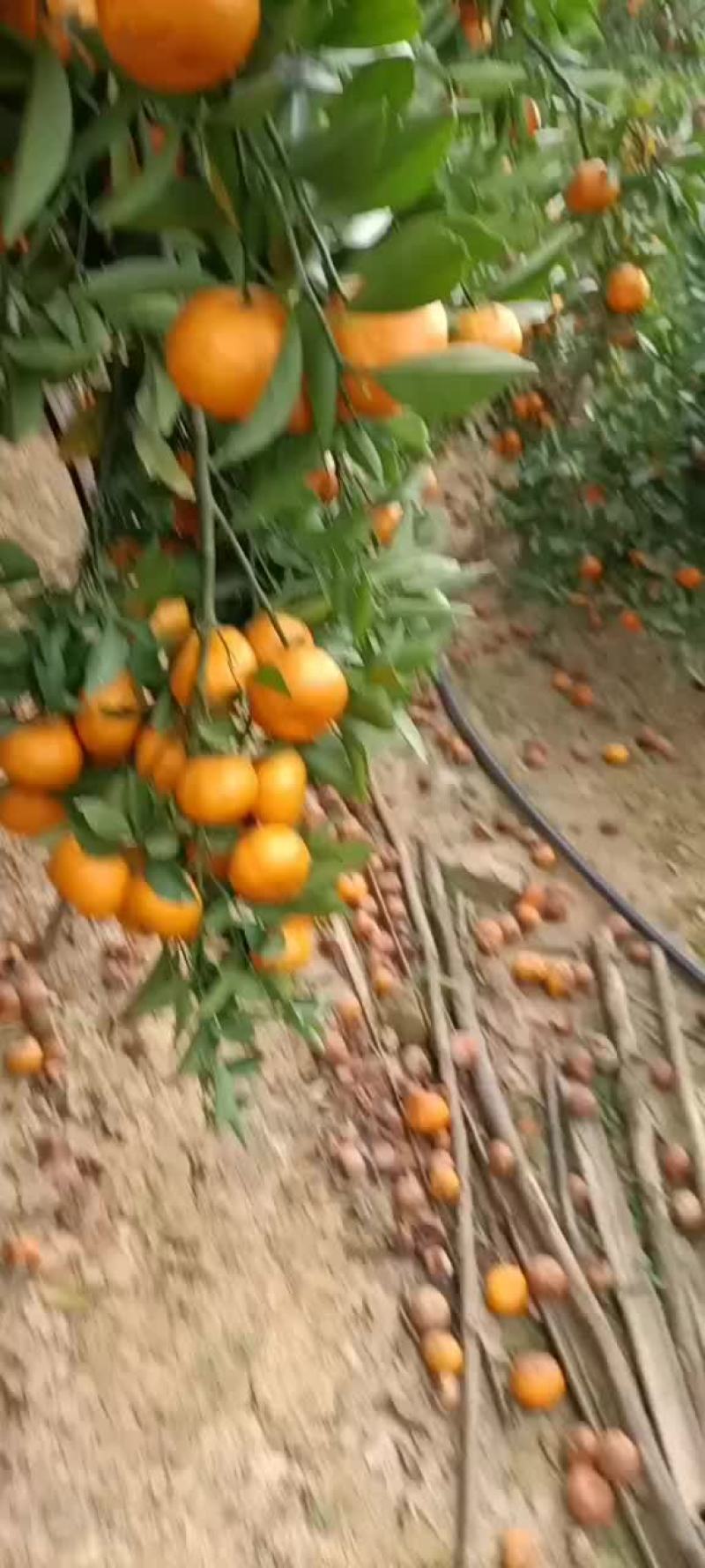 马水桔