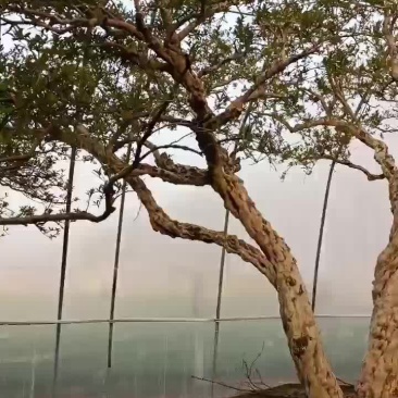 丛生大石榴树