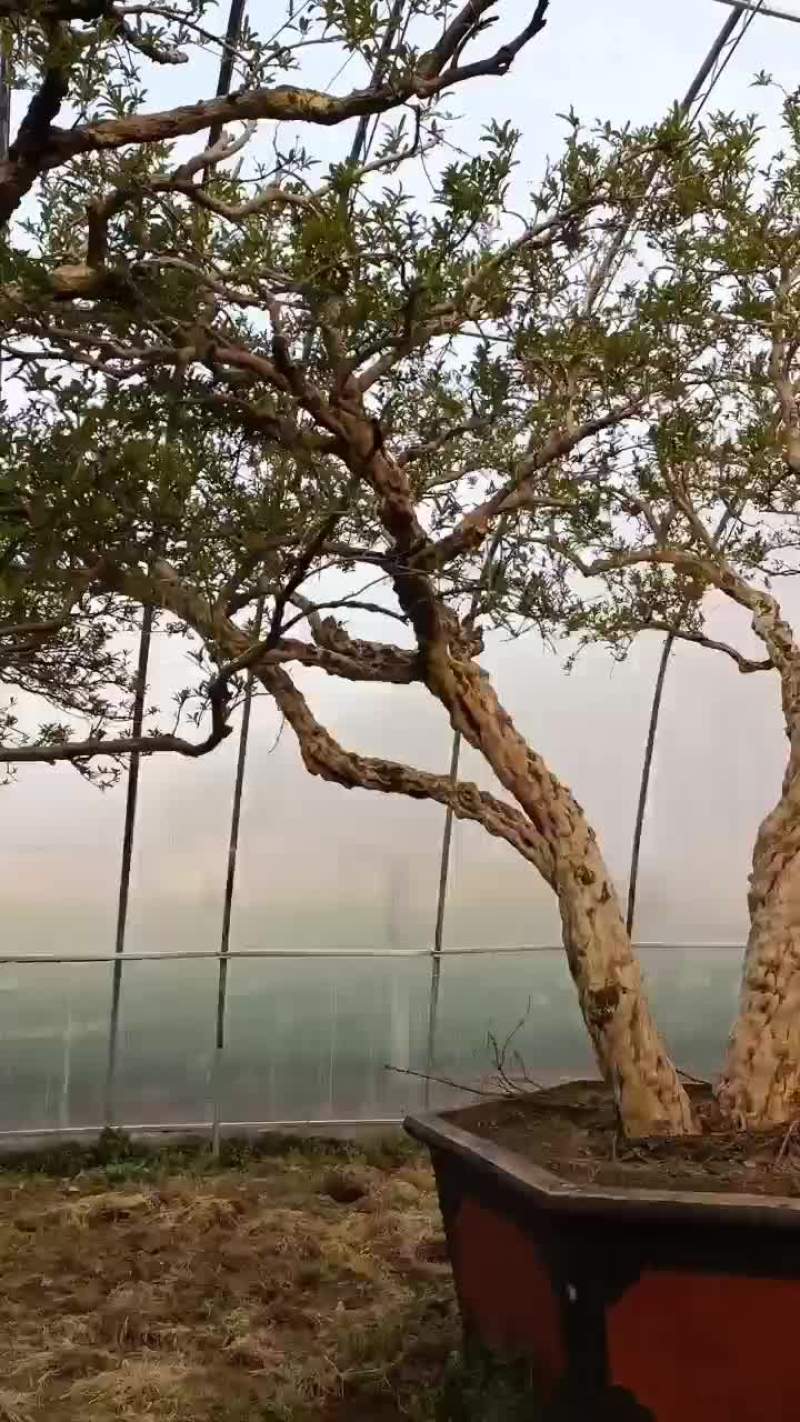丛生大石榴树
