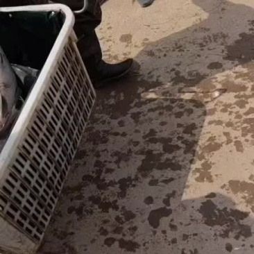 大青鱼以专业的操作和精准的规格保质保量，客户遍布十几个省
