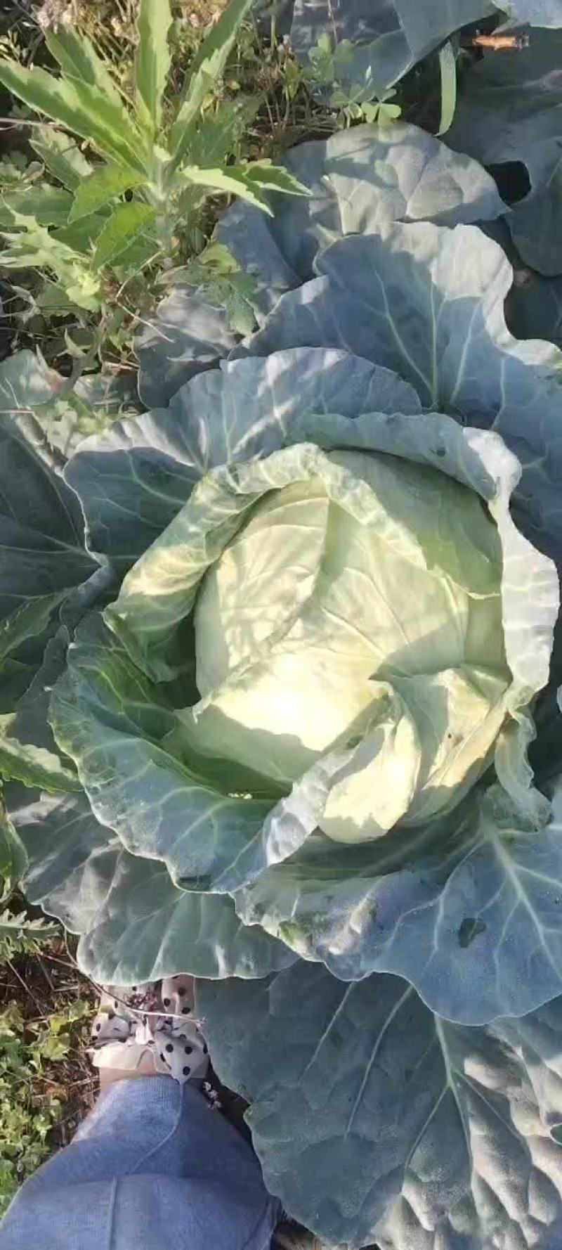 优质甘蓝