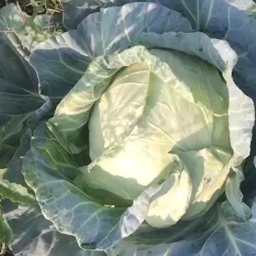 优质甘蓝