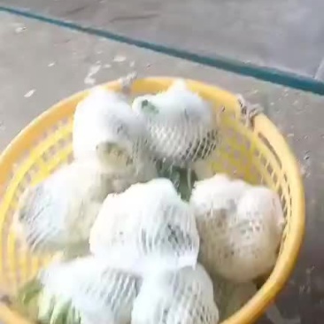白面青杆小米粒