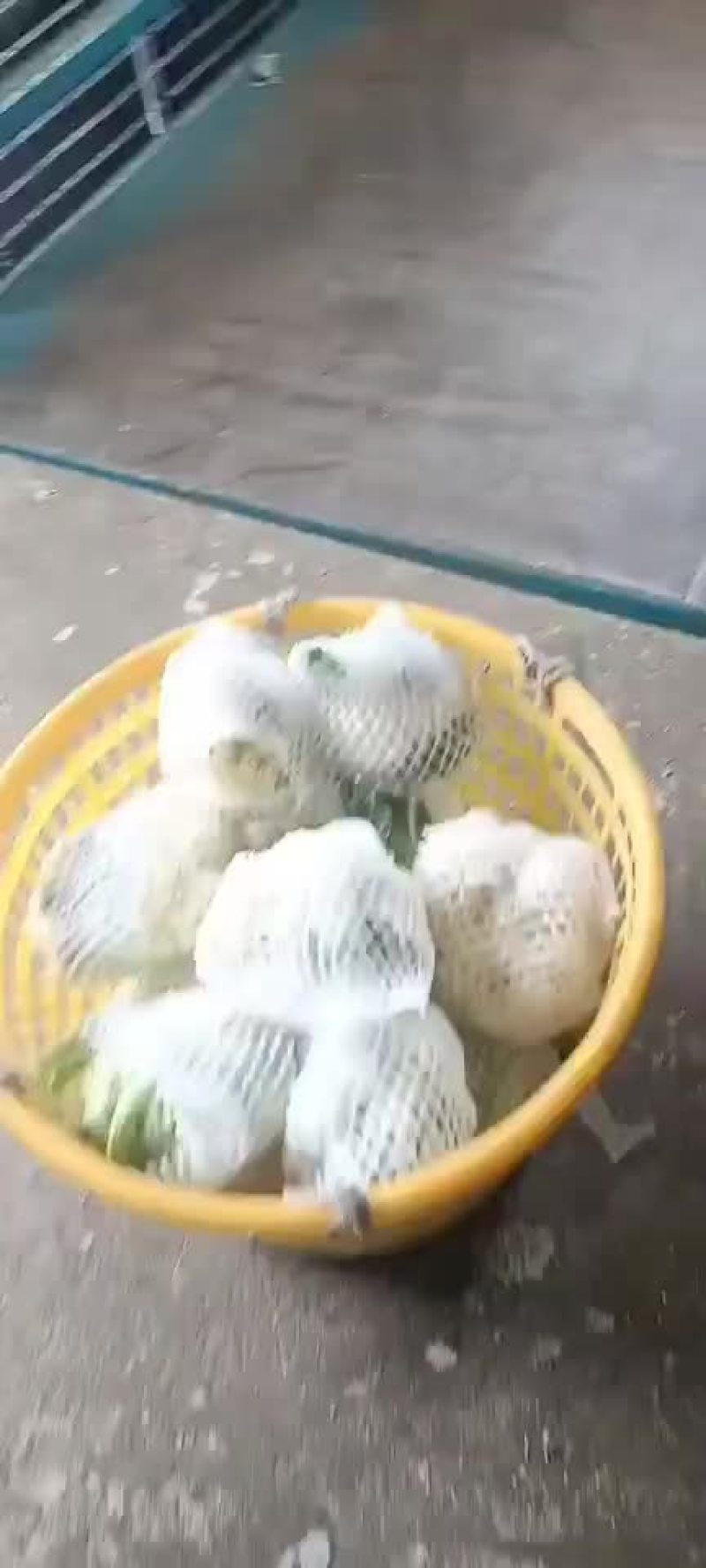白面青杆小米粒