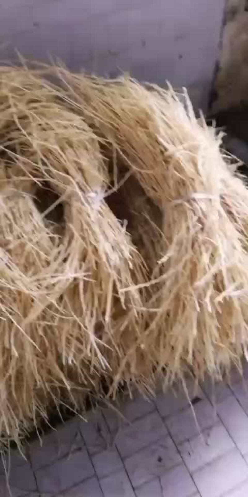 白茅根
