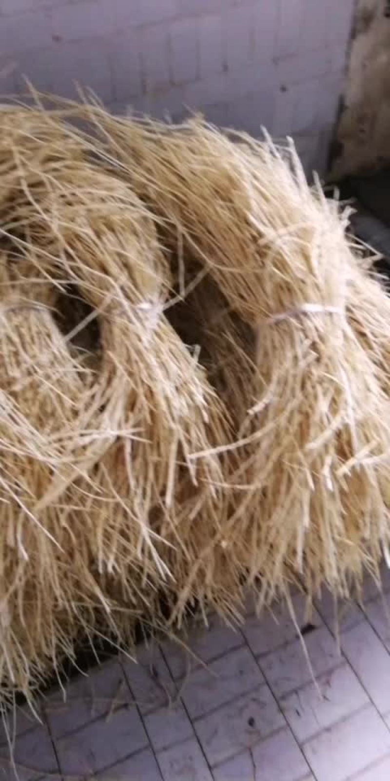 白茅根