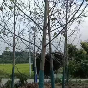 基地直销欢迎采购