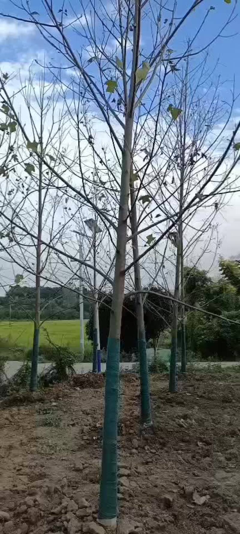 基地直销欢迎采购