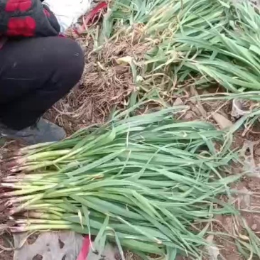 蒜苗有货要的联系