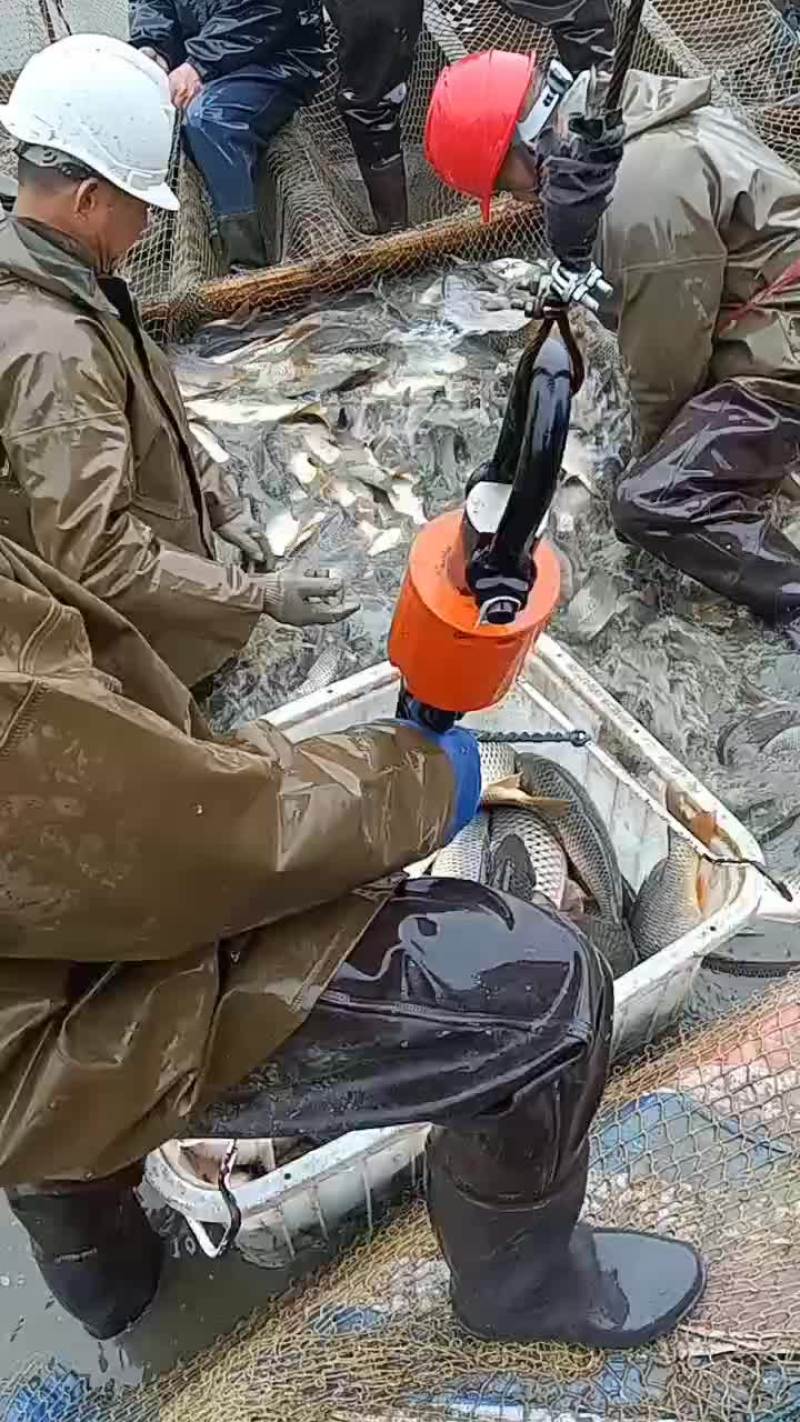 鲤鱼