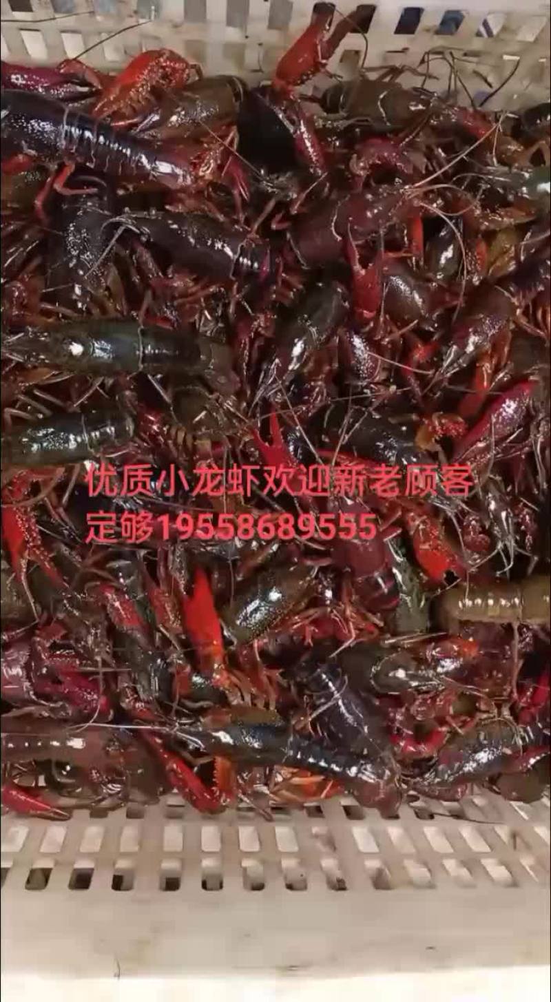 优质小龙虾，龙虾苗，欢迎新老客户定购