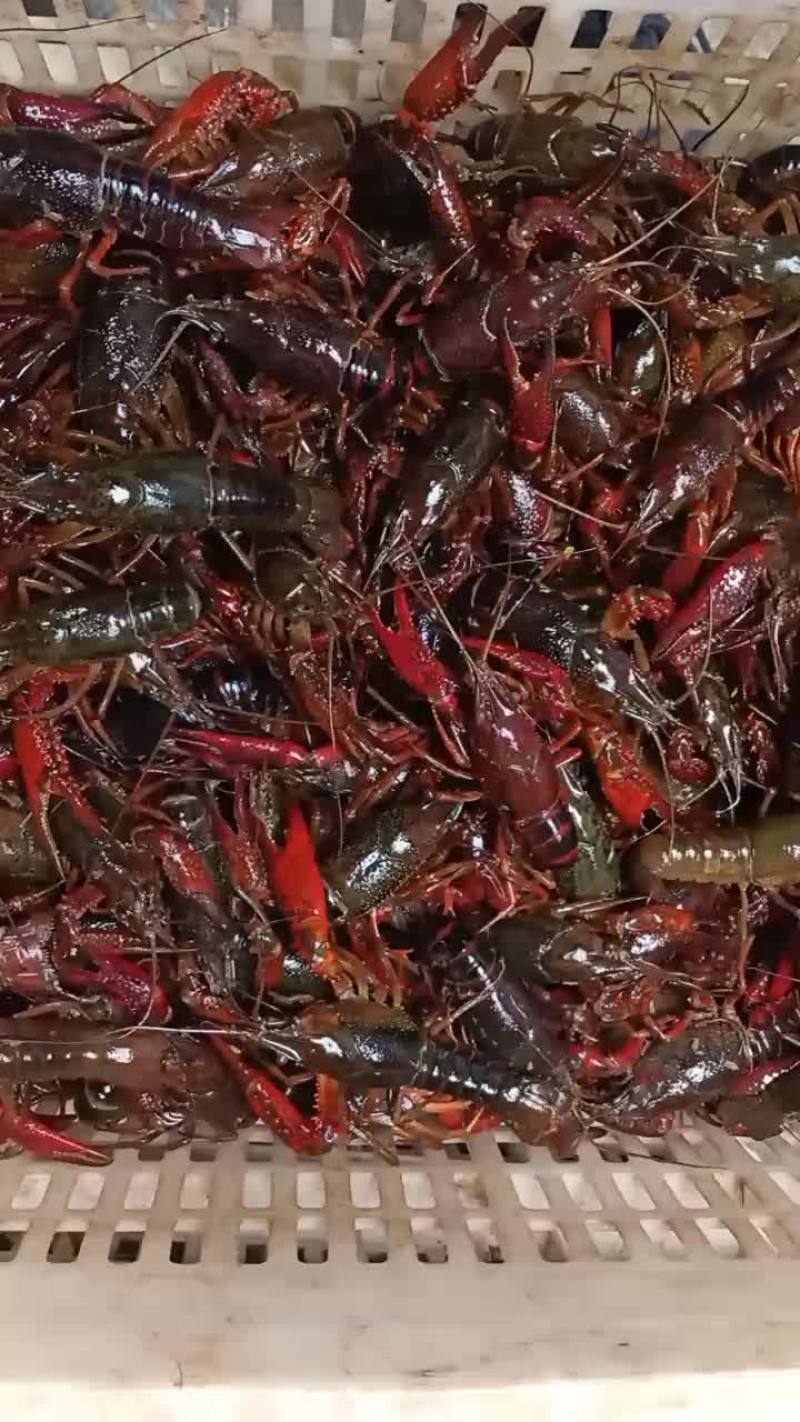 优质小龙虾，龙虾苗，欢迎新老客户定购