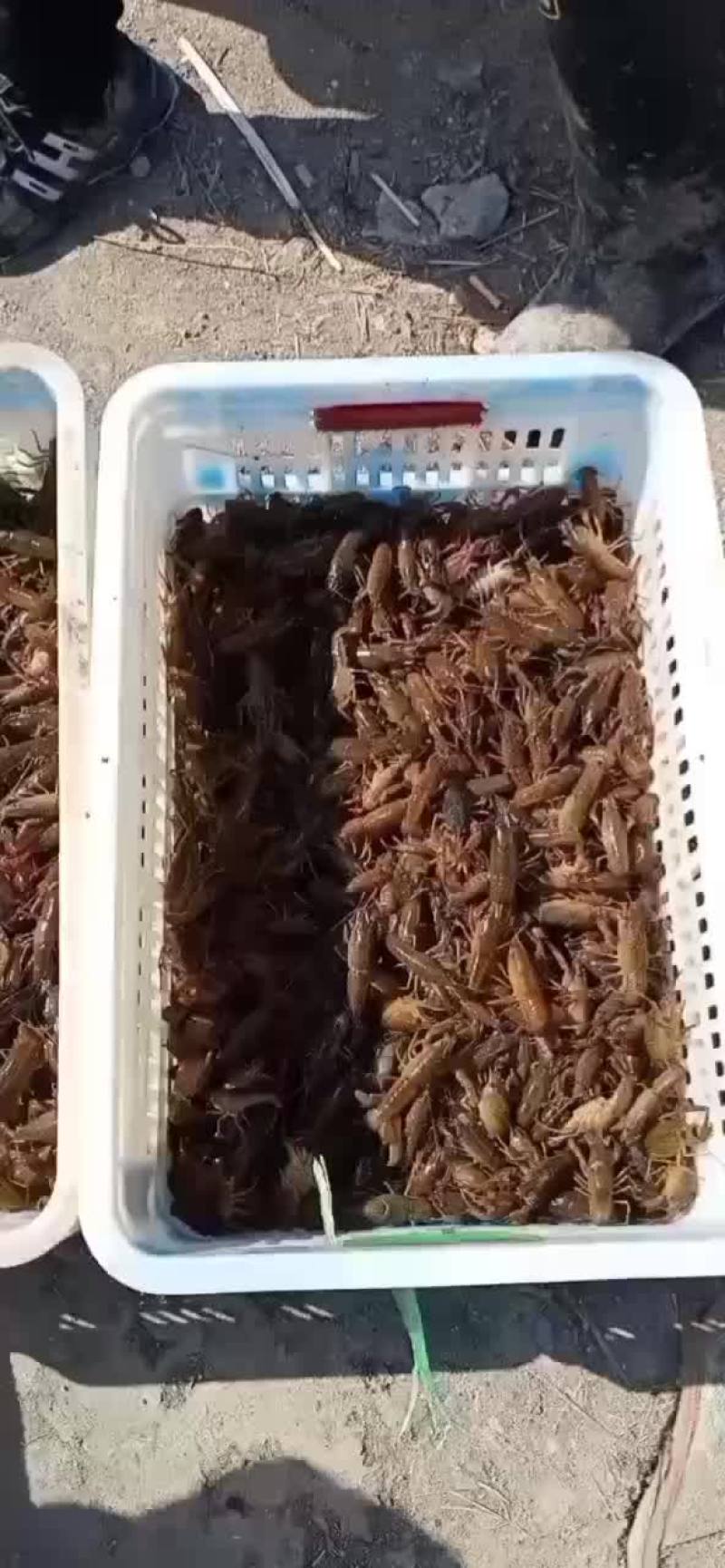 优质小龙虾，龙虾苗，欢迎新老客户定购