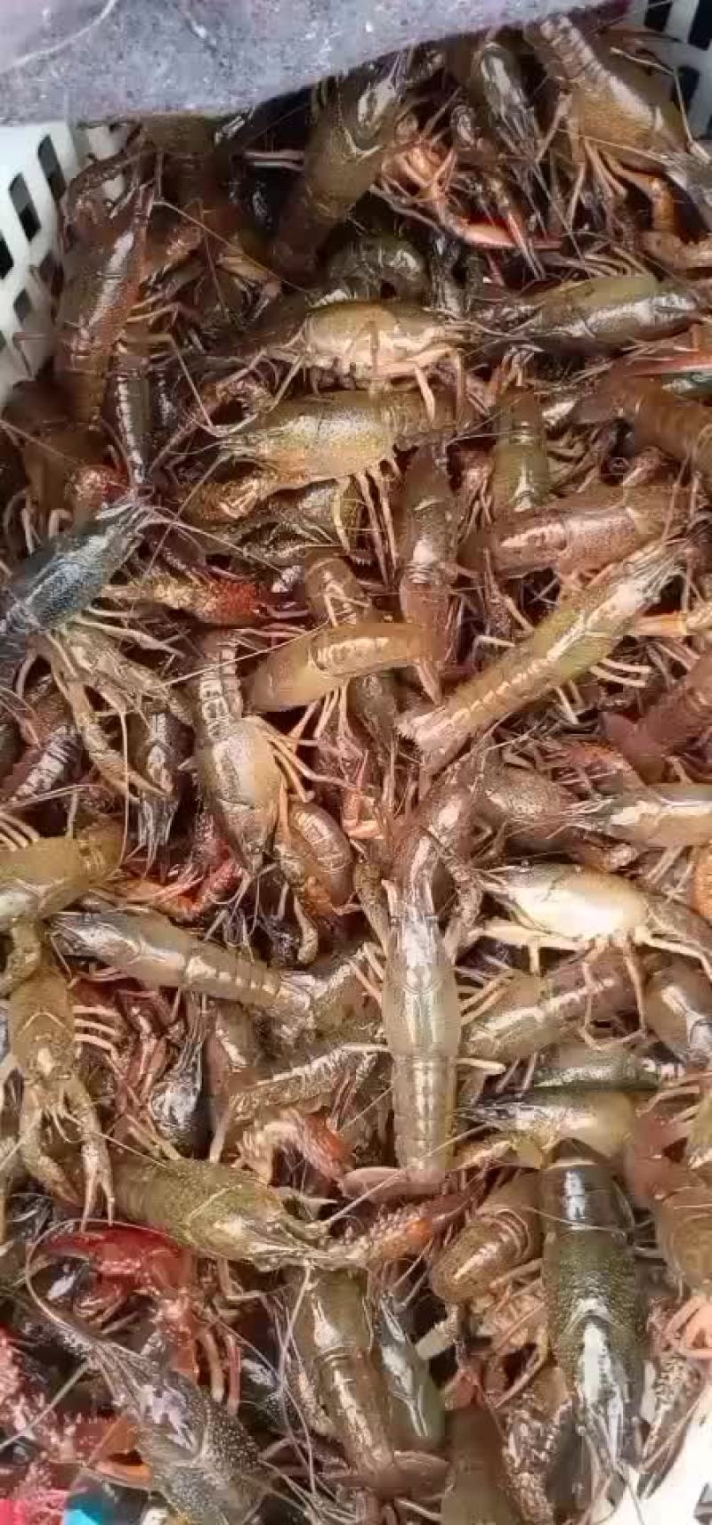 优质小龙虾，龙虾苗，欢迎新老客户定购