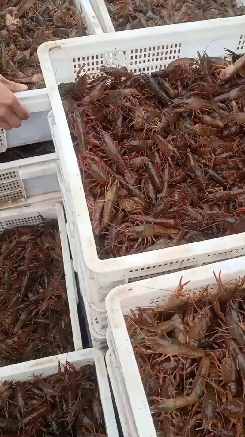 优质小龙虾，龙虾苗，欢迎新老客户定购