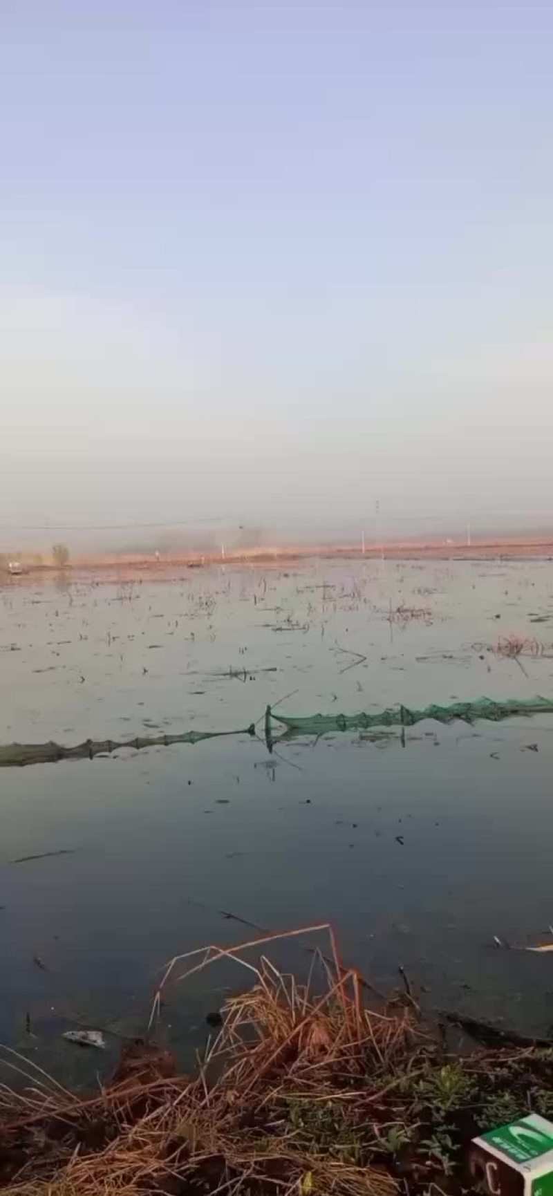 优质小龙虾，龙虾苗，欢迎新老客户定购
