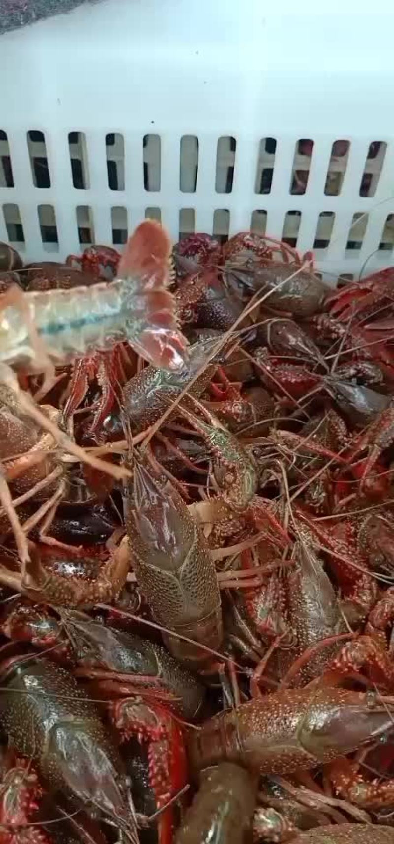 优质小龙虾，龙虾苗，欢迎新老客户定购