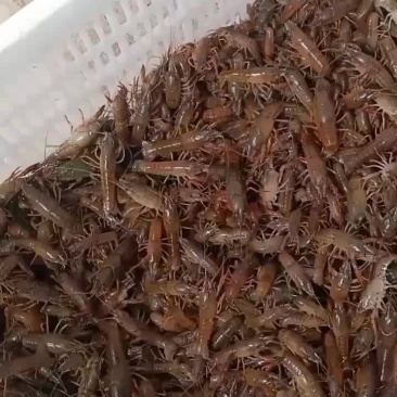 优质小龙虾，龙虾苗，欢迎新老客户定购