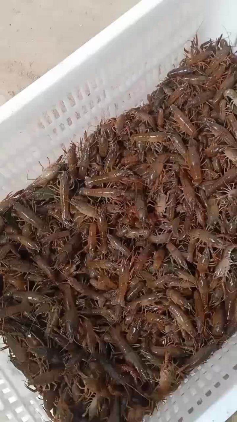 优质小龙虾，龙虾苗，欢迎新老客户定购