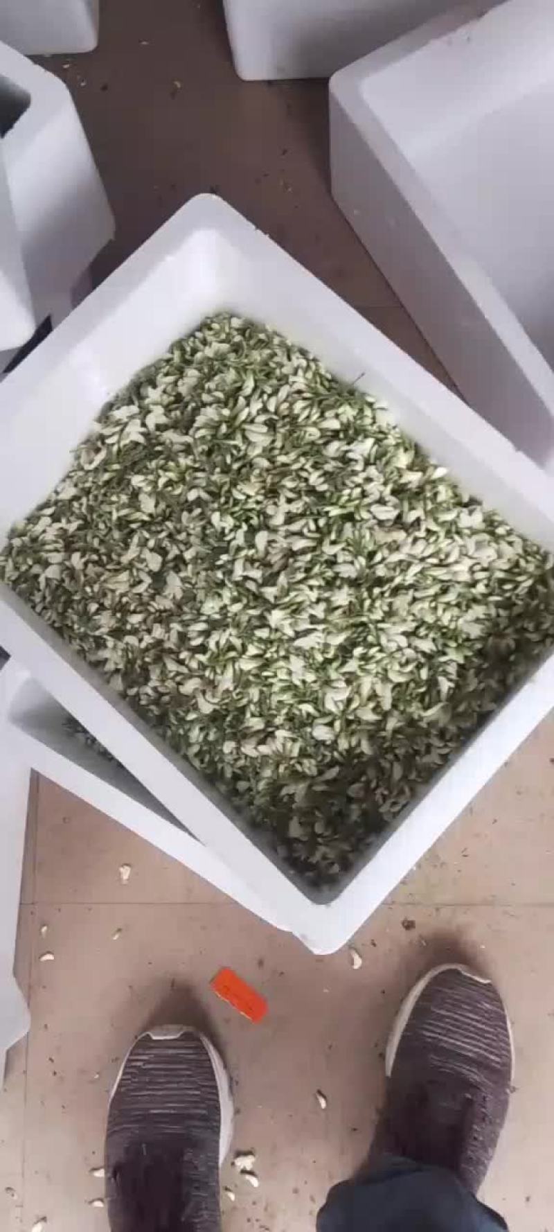 2022年新鲜槐花上市