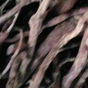 血风根