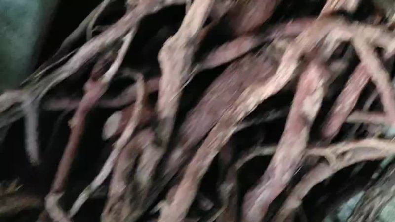 血风根