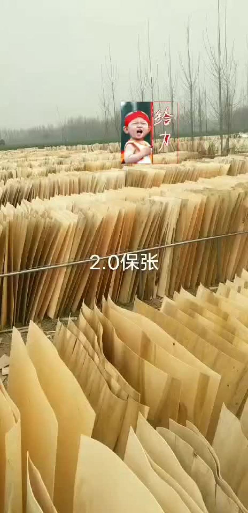 杨树板皮
