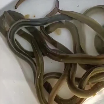 鳗鱼，河鳗，钩钓河鳗，钩钓江鳗，规格齐全支持批发零售
