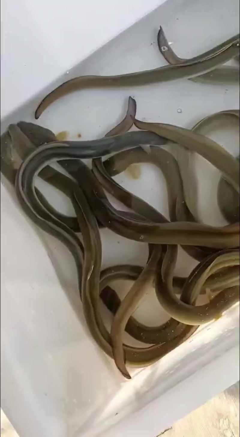 鳗鱼，河鳗，钩钓河鳗，钩钓江鳗，规格齐全支持批发零售