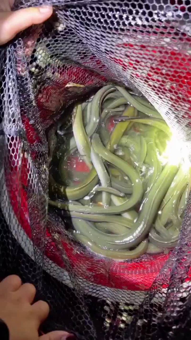 鳗鱼，河鳗，钩钓河鳗，钩钓江鳗，规格齐全支持批发零售