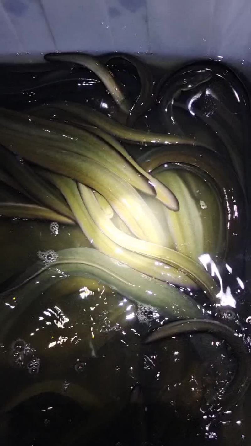 鳗鱼，河鳗，钩钓河鳗，钩钓江鳗，规格齐全支持批发零售