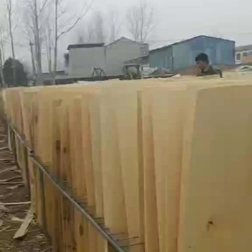 杨树板皮