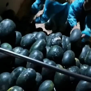 黑美人