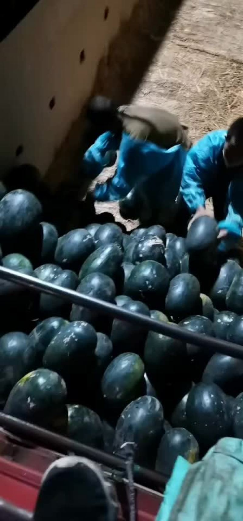 黑美人