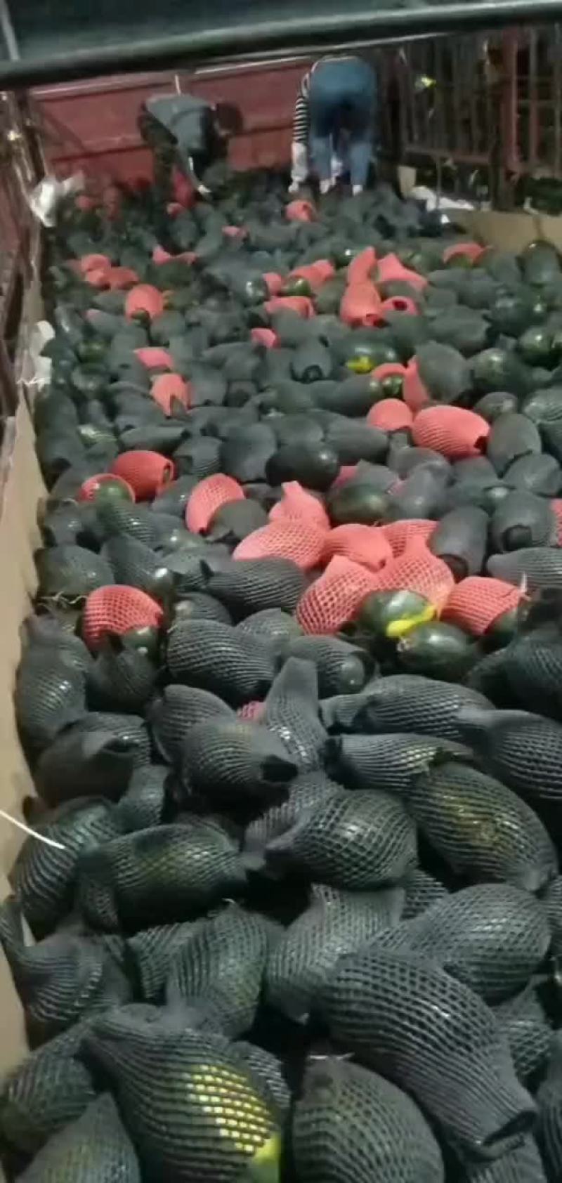 黑美人