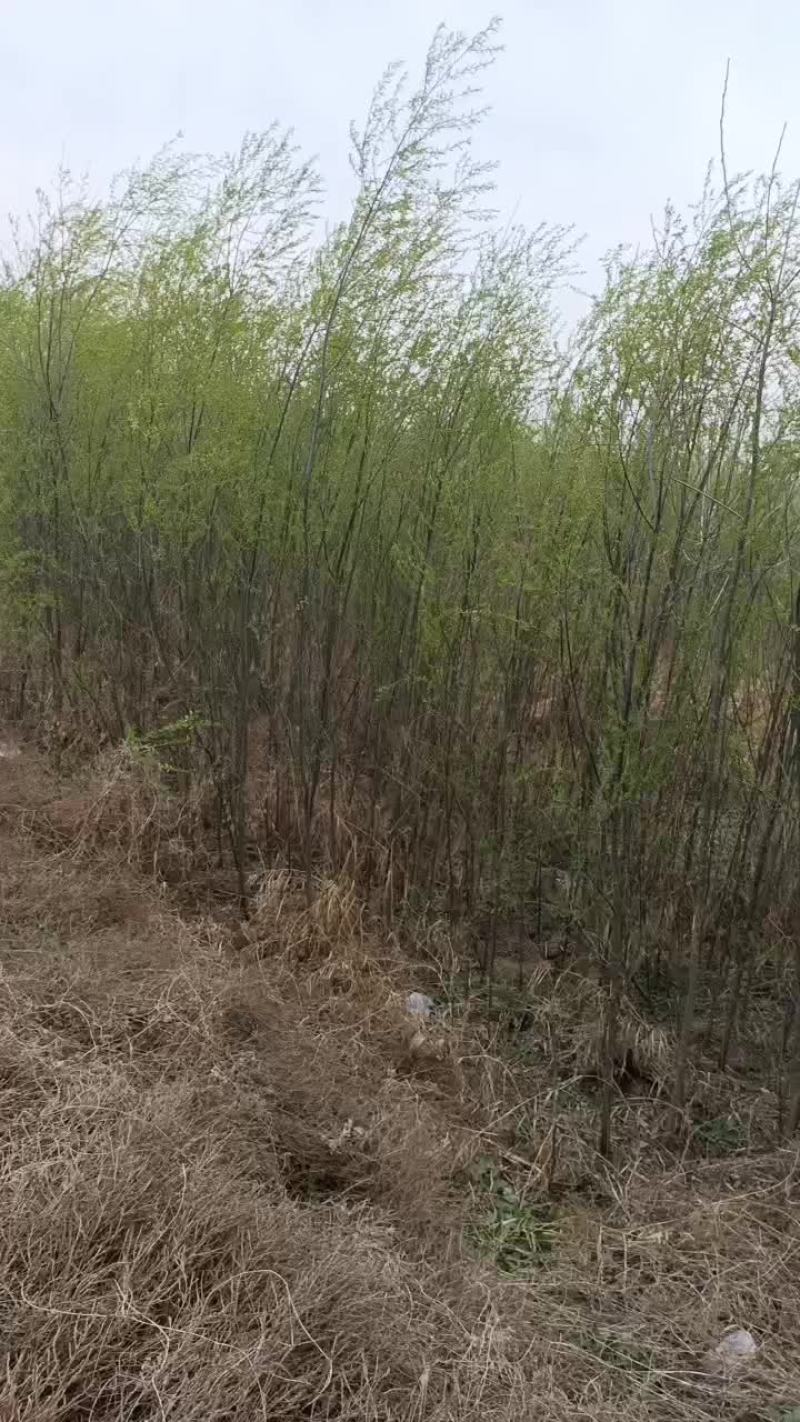 柳树