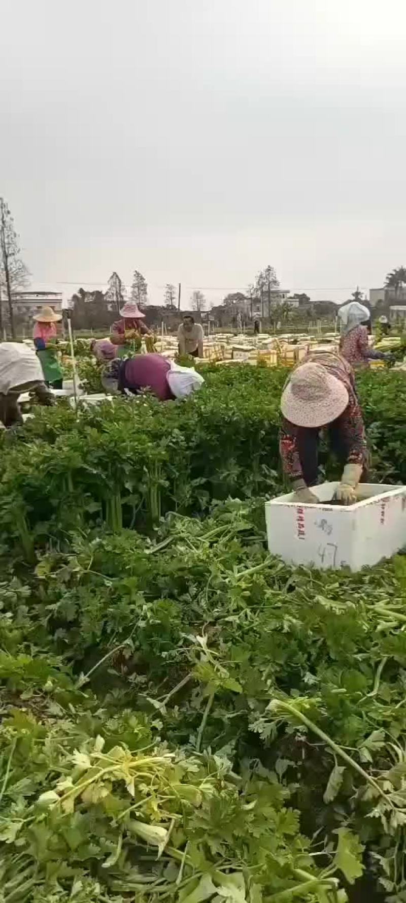 西芹