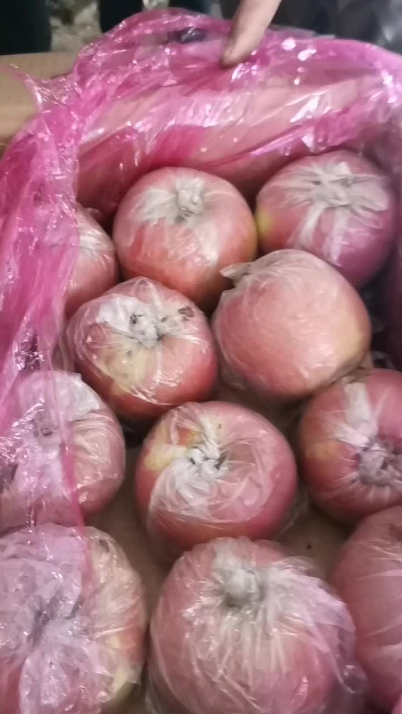 红富士苹果