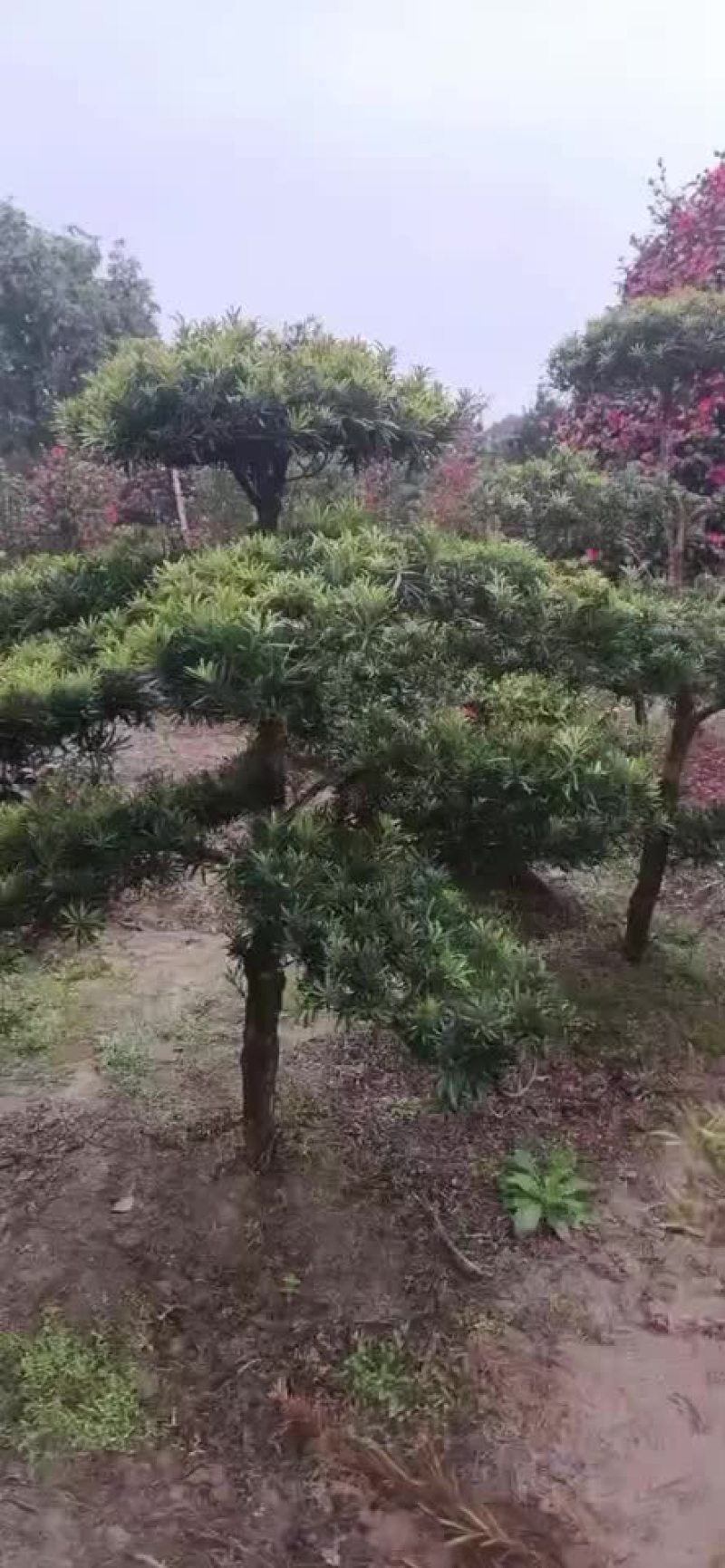罗汉松，桂花树等苗木