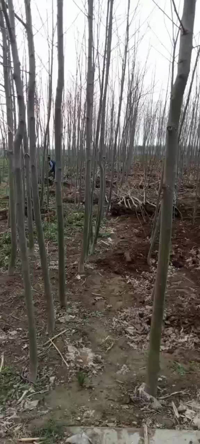 法桐树苗