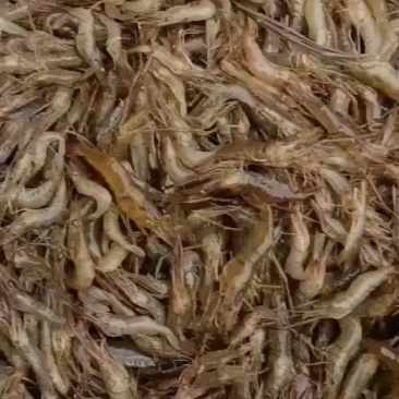 淡水新鲜当天捕捞鲜活