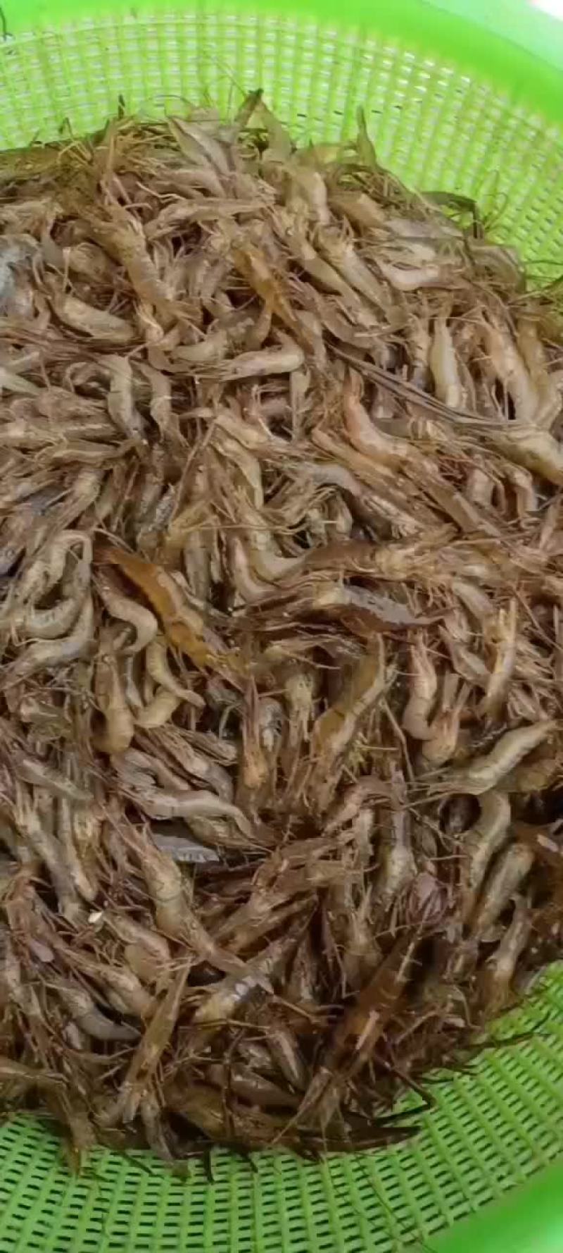 淡水新鲜当天捕捞鲜活